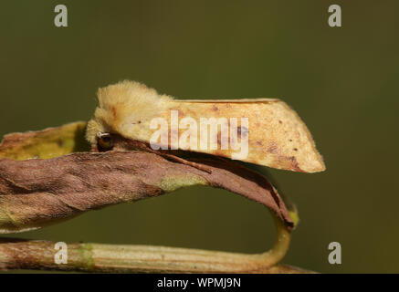 Una bella Sallow Tarma Cirrhia icteritia, appoggiato su una foglia in un prato. Foto Stock