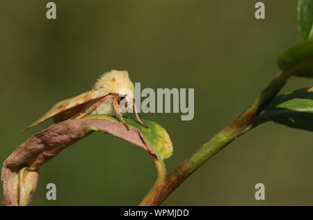 Una bella Sallow Tarma Cirrhia icteritia, appoggiato su una foglia in un prato. Foto Stock