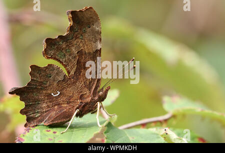 La vista laterale di una bella virgola Butterfly, Polygonia c-album, arroccato su una foglia in una radura del bosco. Foto Stock