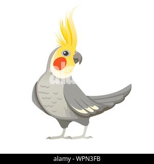 Adulto di pappagallo grigio normale cockatiel (Nymphicus hollandicus, corella) cartoon bird piatto design illustrazione vettoriale isolati su sfondo bianco. Illustrazione Vettoriale