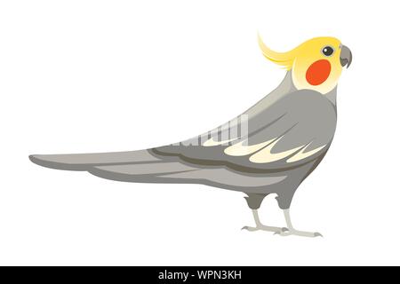 Adulto di pappagallo grigio normale cockatiel (Nymphicus hollandicus, corella) cartoon bird piatto design illustrazione vettoriale isolati su sfondo bianco. Illustrazione Vettoriale