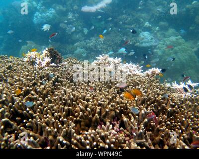 La Grande Barriera Corallina, la Barriera Corallina Esterna, Cairns, Queensland, Australia Foto Stock