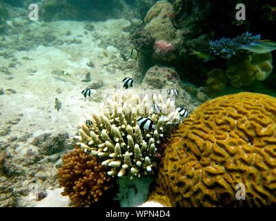 La Grande Barriera Corallina, la Barriera Corallina Esterna, Cairns, Queensland, Australia Foto Stock