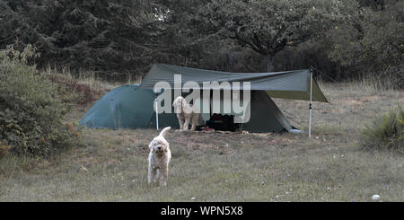 Due spagnoli acqua cani a guardia di una tenda Foto Stock