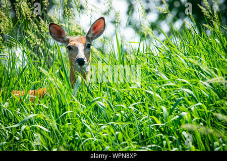 White-Tailed Deer nascosti in erba in Quebec, Canada Foto Stock