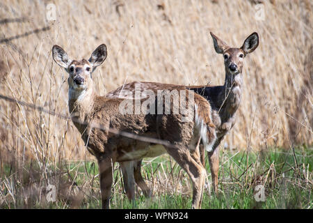 Due White-tailed permanente di cervi nei boschi in Quebec, Canada Foto Stock