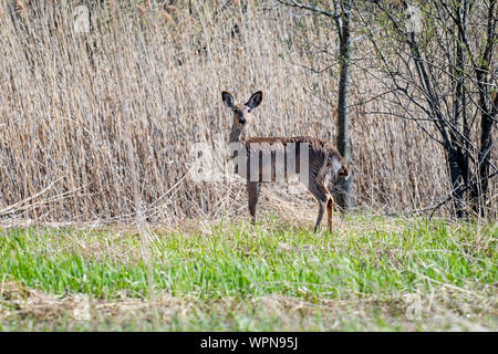 White-Tailed Deer in piedi nei boschi in Quebec, Canada Foto Stock