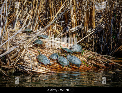 Western dipinto di tartarughe ensoleillement stessi, Chrysemys picta belli, Fortwhyte Marsh, Manitoba, Canada. Foto Stock