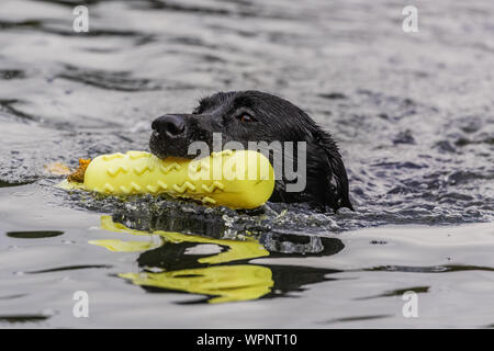 Un nero Labrador retriever nuotare in acqua fresca che trasportano un gundog dummy. Foto Stock