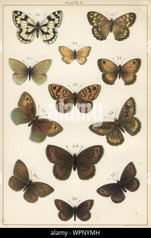 Vintage incisione di farfalle. 32. In marmo bianco, 33. Prato, marrone 34. Grande heath, 35. Temolo, 36. Ringlet, 37. Northern brown, 38. Arran brown, 39. Anello di montagna, 40. Marsh ringlet, 41. Small Heath, 42. Parete marrone, 43. Punteggiate di legno. Il nostro Paese di farfalle e falene e come li conoscono: una guida per i lepidotteri di Gran Bretagna Foto Stock