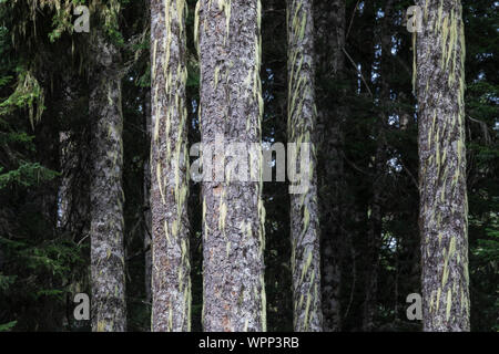 Gli abeti, Abies, sp., lungo il lago di neve sentiero in Alpine Lakes Wilderness, Mt. Baker-Snoqualmie foresta nazionale, nello Stato di Washington, USA Foto Stock