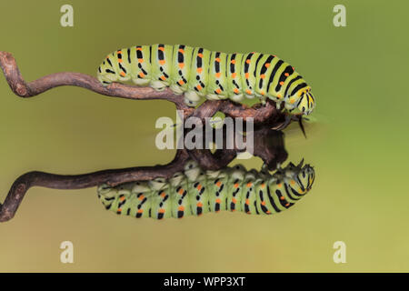 Il bruco riflessa (Papilio machaon) Foto Stock