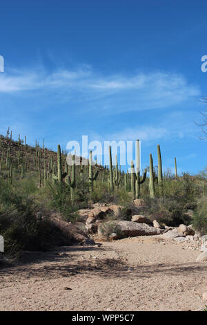 Un roccioso, sporcizia tirare Hohokam Road a sus Area picnic, circondato da Saguaro, Ocotillo e spazzola scrub nel Parco nazionale del Saguaro, Arizona Foto Stock