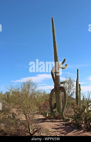 Grande, una forma insolita cactus Saguaro in un paesaggio desertico con ficodindia, Ocotillo e Palo Verde boccole nel Parco nazionale del Saguaro, Tucson, Arizo Foto Stock