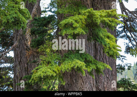 Imponente montagna Hemlocks, Tsuga mertensiana, lungo il lago di neve sentiero in Alpine Lakes Wilderness, Mt. Baker-Snoqualmie National Forest, Wa Foto Stock