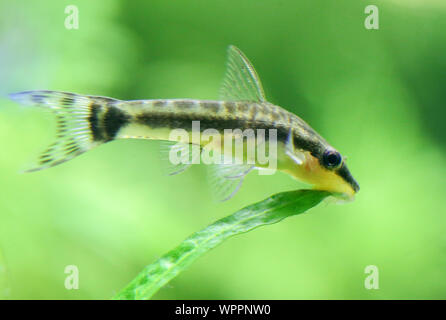 Otocinclus in un lussureggiante verde piantato aquarium Foto Stock