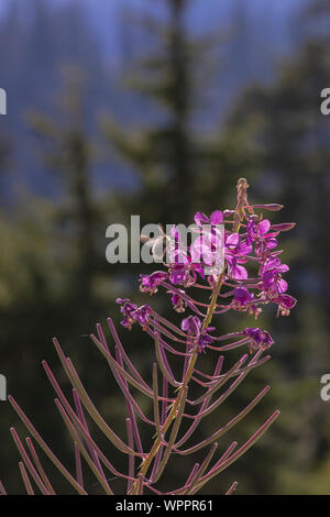 Fireweed, Chamaenerian angustifolium, fioritura e attirare le api lungo la neve Lago Trail che conduce all'Alpine Lakes Wilderness, Mt. Baker-Snoqualmi Foto Stock