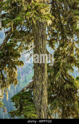 Lungo il lago di neve sentiero in Alpine Lakes Wilderness, Mt. Baker-Snoqualmie foresta nazionale, nello Stato di Washington, USA Foto Stock