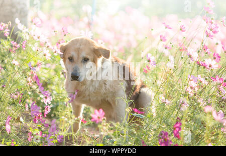 Sfocata del cane e del fiore per lo sfondo Foto Stock