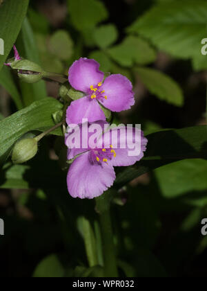 Close-up di un Virginia spiderwort, Tradescantia virginiana, fiore. Foto Stock