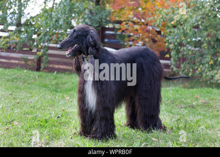 Carino Levrieri Afghani è in piedi sul prato d'autunno. Levriero orientale o Levriero Persiano. Gli animali da compagnia. Cane di razza. Foto Stock