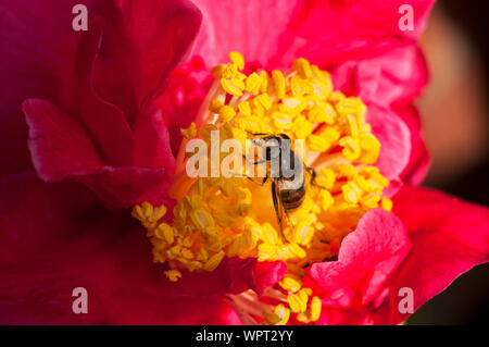 Il miele delle api api mellifer raccogliendo il polline su un fiore dahlia un ape sociale comune in Europa nel selvaggio e in alveari Foto Stock