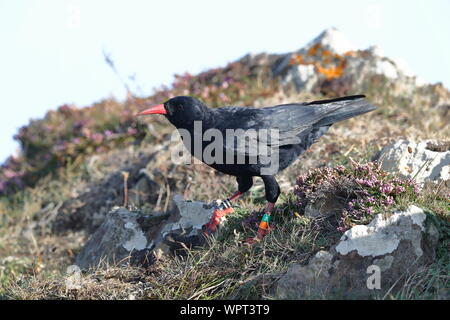 Rosso-fatturati gracchio corallino in Cornovaglia Foto Stock