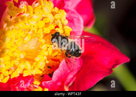 Il miele delle api api mellifer raccogliendo il polline su un fiore dahlia vicino di corpo e ala dettaglio un ape sociale comune in Europa nel selvaggio e in alveari Foto Stock