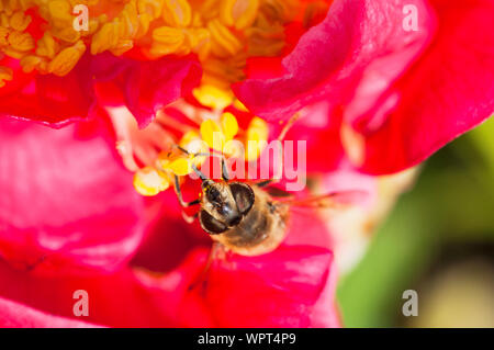 Il miele delle api api mellifer raccogliendo il polline su un fiore dahlia close up di testa con la lingua di fuori un ape sociale comune in Europa nel selvaggio e in alveari Foto Stock
