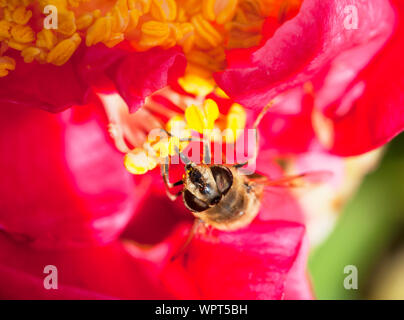 Il miele delle api api mellifer raccogliendo il polline su un fiore dahlia close up di testa con la lingua di fuori un ape sociale comune in Europa nel selvaggio e in alveari Foto Stock