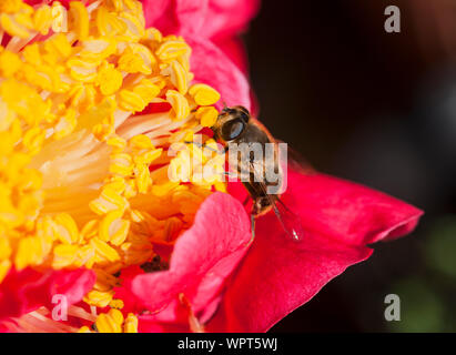 Il miele delle api api mellifer raccogliendo il polline su un fiore dahlia close up di Bee e fiore stame un ape sociale comune in Europa nel selvaggio e in alveari Foto Stock