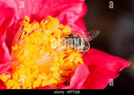 Il miele delle api api mellifer raccogliendo il polline su un fiore dahlia close up di api di testa e corpo di un ape sociale comune in Europa nel selvaggio e in alveari Foto Stock
