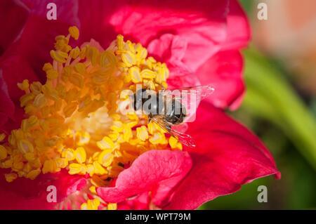Il miele delle api api mellifer raccogliendo il polline su un fiore dahlia close up di bee con ala dettaglio un ape sociale comune in Europa nel selvaggio e in alveari Foto Stock