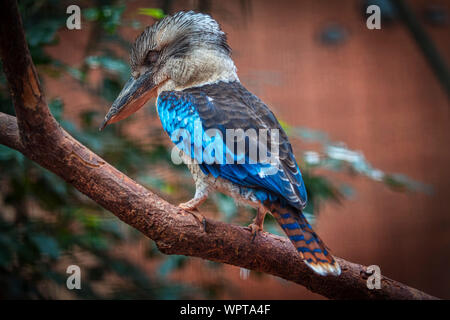 Blue Winged Kookaburra, uccelli esotici in piedi sul ramo Foto Stock