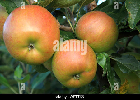 Apple 'James Grieve', mele, cresce sugli alberi, chiamato varietà, mangiare sano, malus domestica Foto Stock