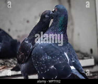 Una madre pigeon alimenta la sua giovane seduta. Foto Stock