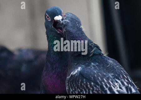 Una madre pigeon alimenta la sua giovane seduta. Foto Stock