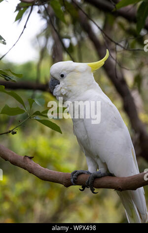 Il zolfo-crested cockatoo è comune in Australia, una molto intelligente uccello ma inclini a ottenere nei guai! Foto Stock