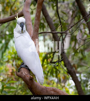 Il zolfo-crested cockatoo è comune in Australia, una molto intelligente uccello ma inclini a ottenere nei guai! Foto Stock