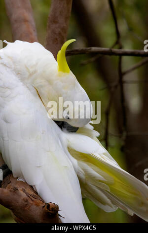 Il zolfo-crested cockatoo è comune in Australia, una molto intelligente uccello ma inclini a ottenere nei guai! Foto Stock