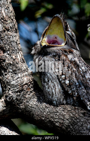 Una bella bruna Frogmouth in appoggio in una struttura ad albero che sbadiglia Foto Stock