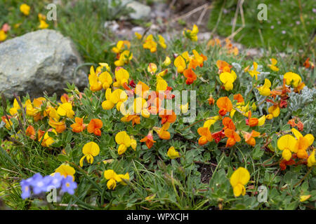 Di fiori alpini Lotus corniculatus (Birdsfoot Trefoil). Bassa prospettiva. Valle d'Aosta, Italia. Foto scattata a un'altitudine di 2500 metri. Foto Stock