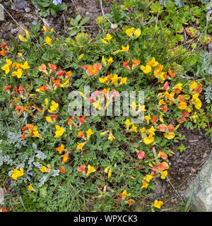 Di fiori alpini Lotus corniculatus (Birdsfoot Trefoil). Vista dall'alto. Valle d'Aosta, Italia. Foto scattata a un'altitudine di 2500 metri. Foto Stock