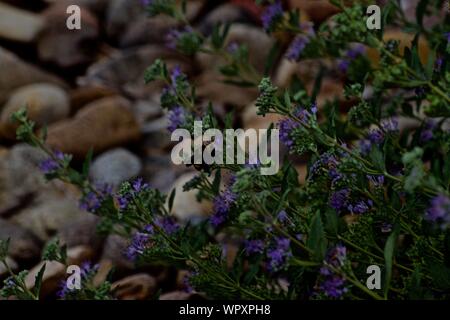 Bumble Bee raccogliere il nettare sui fiori viola al Canyon City Aqua Park, Canyon, Texas. Foto Stock