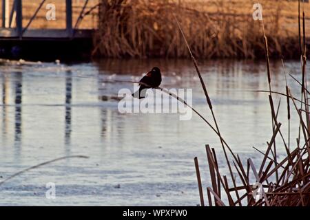 Rosso-winged Blackbird maschio di visualizzazione a bordo di Lindsey pubblico Parco Lago di pesca, Canyon, Texas. Foto Stock