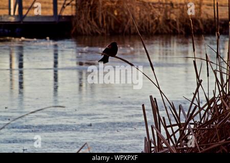 Rosso-winged Blackbird maschio di visualizzazione a bordo di Lindsey pubblico Parco Lago di pesca, Canyon, Texas. Foto Stock