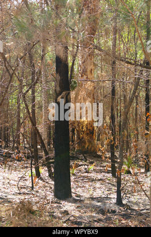 Foresta bruciato dopo gli incendi Foto Stock