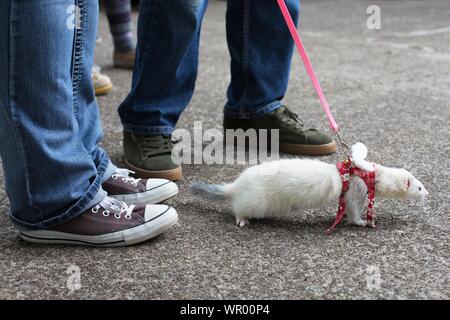 Un bianco ferret al guinzaglio all'Ferret agilità prove, una raccolta di fondi per Lane County Ferret rifugio e soccorso in Eugene, Oregon, Stati Uniti d'America. Foto Stock