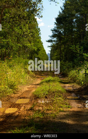 Sporco della pista attraverso la foresta Foto Stock