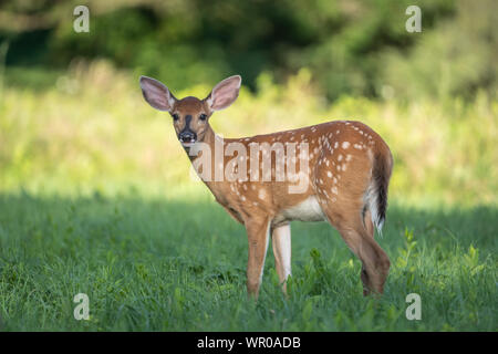 Close-up, di white-tailed deer (Odocoileus virginianus) fulvo. Foto Stock